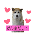 柴犬まよ（個別スタンプ：9）
