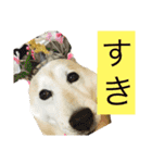 柴犬まよ（個別スタンプ：10）