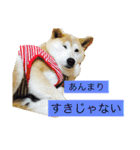 柴犬まよ（個別スタンプ：11）