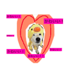 柴犬まよ（個別スタンプ：12）