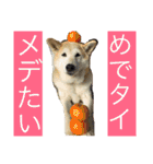 柴犬まよ（個別スタンプ：14）
