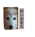 柴犬まよ（個別スタンプ：15）