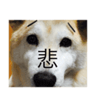 柴犬まよ（個別スタンプ：16）
