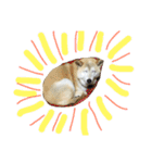柴犬まよ（個別スタンプ：17）