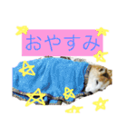 柴犬まよ（個別スタンプ：18）