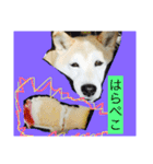 柴犬まよ（個別スタンプ：19）