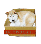 柴犬まよ（個別スタンプ：20）