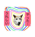 柴犬まよ（個別スタンプ：21）