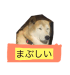 柴犬まよ（個別スタンプ：22）