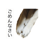 柴犬まよ（個別スタンプ：23）