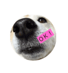 柴犬まよ（個別スタンプ：24）