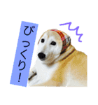 柴犬まよ（個別スタンプ：25）