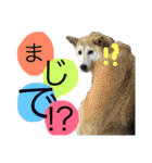 柴犬まよ（個別スタンプ：26）