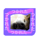 柴犬まよ（個別スタンプ：27）