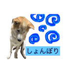 柴犬まよ（個別スタンプ：28）