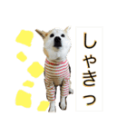 柴犬まよ（個別スタンプ：29）