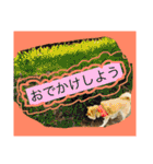 柴犬まよ（個別スタンプ：30）