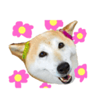 柴犬まよ（個別スタンプ：31）