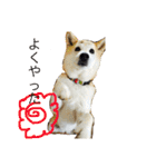 柴犬まよ（個別スタンプ：34）