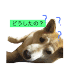 柴犬まよ（個別スタンプ：36）