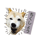 柴犬まよ（個別スタンプ：37）