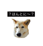 柴犬まよ（個別スタンプ：38）