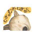 柴犬まよ（個別スタンプ：39）