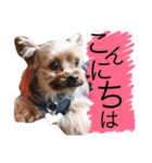 愛犬たち♡♡（個別スタンプ：1）