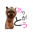 愛犬たち♡♡（個別スタンプ：16）