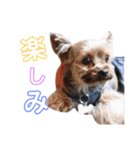 愛犬たち♡♡（個別スタンプ：24）