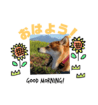 柴犬小夏のスタンプ（個別スタンプ：1）