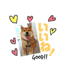 柴犬小夏のスタンプ（個別スタンプ：2）