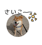 柴犬小夏のスタンプ（個別スタンプ：4）
