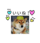 柴犬小夏のスタンプ（個別スタンプ：8）