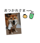 柴犬小夏のスタンプ（個別スタンプ：12）