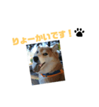 柴犬小夏のスタンプ（個別スタンプ：13）