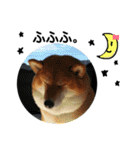 柴犬小夏のスタンプ（個別スタンプ：14）