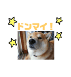 柴犬小夏のスタンプ（個別スタンプ：15）