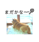 柴犬小夏のスタンプ（個別スタンプ：16）