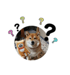 柴犬小夏のスタンプ（個別スタンプ：17）