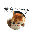 柴犬小夏のスタンプ（個別スタンプ：18）