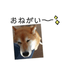 柴犬小夏のスタンプ（個別スタンプ：20）