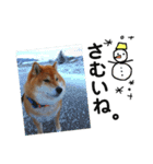 柴犬小夏のスタンプ（個別スタンプ：23）
