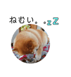柴犬小夏のスタンプ（個別スタンプ：24）