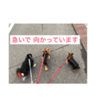チワワとヨークシャーテリア（個別スタンプ：1）