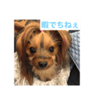 チワワとヨークシャーテリア（個別スタンプ：3）