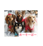 チワワとヨークシャーテリア（個別スタンプ：5）
