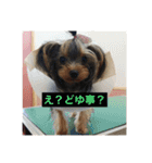 チワワとヨークシャーテリア（個別スタンプ：6）