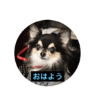 チワワとヨークシャーテリア（個別スタンプ：9）