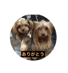 チワワとヨークシャーテリア（個別スタンプ：11）